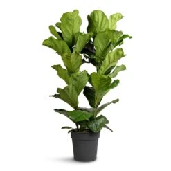 Ficus Lyrata - Fiddle Leaf Fig -Plants Sale Store Ficus lyrata Fiddle Leaf Fig 30x140cm 2 stems