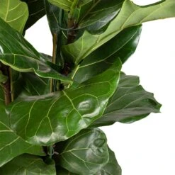 Ficus Lyrata - Fiddle Leaf Fig -Plants Sale Store Ficus lyrata Fiddle Leaf Fig 30x140cm 2 stems 3