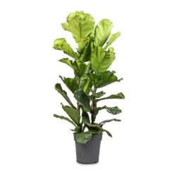 Ficus Lyrata - Fiddle Leaf Fig -Plants Sale Store Ficus lyrata Fiddle Leaf Fig 30x140cm 2 stems 52d1d040 1650 43ce a6b6 9bdf41857278