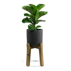 Charlie Plant Pot - Tall Stand - Black Washed -Plants Sale Store Ficus lyrata Fiddle Leaf Fig Charlie Plant Pot Tall Stand Black Washed