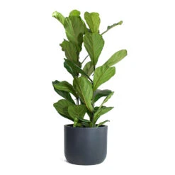 Ficus Lyrata - Fiddle Leaf Fig -Plants Sale Store Ficus lyrata Fiddle Leaf Fig Ease Cylinder Planter Anthracite