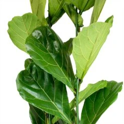 Ficus Lyrata - Fiddle Leaf Fig -Plants Sale Store Ficus lyrata Fiddle Leaf Fig Leaves