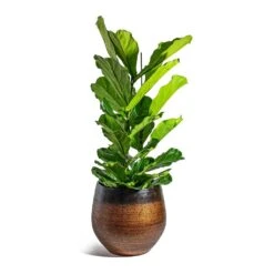 Ficus Lyrata - Fiddle Leaf Fig -Plants Sale Store Ficus lyrata Fiddle Leaf Fig Mya Plant Pot Shiny Mocha 42cm