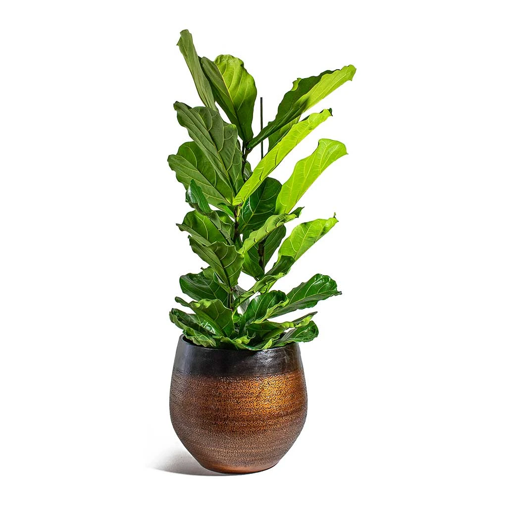 Mya Plant Pot - Shiny Mocha 7 Mya Plant Pot - Shiny Mocha - Image 5