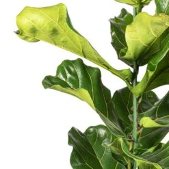 Ficus Lyrata - Fiddle Leaf Fig -Plants Sale Store Ficus lyrata Fiddle Leaf Fig SWTACH 2