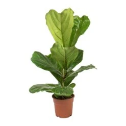 Ficus Lyrata - Fiddle Leaf Fig -Plants Sale Store Ficus lyrata Fiddle Leaf Fig Small Single Stem
