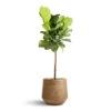 Ficus Lyrata - Fiddle Leaf Fig - Straight Stem -Plants Sale Store Ficus lyrata Fiddle Leaf Fig Straight Stem 30x150cm Dune Darcy Planter Almond 41x36cm 7a6b6b67 d15d 464b 8745 7090d63e0842