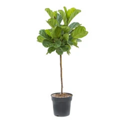 Ficus Lyrata - Fiddle Leaf Fig - Straight Stem -Plants Sale Store Ficus lyrata Fiddle Leaf Fig Straight Stem ec34605d c612 468d 84c0 3693bfc1d201