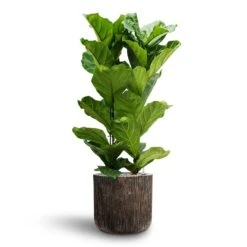 Luxe Lite Waterfall Cylinder Planter - Bronze -Plants Sale Store Ficus lyrata Hydroculture 2 stems Luxe Lite Waterfall Cylinder Planter Bronze 40 x 38cm 8effff35 f782 401c 9158 c06d2ac77648