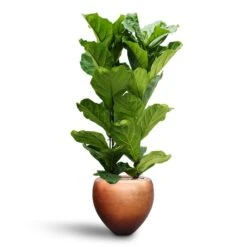 Ficus Lyrata - HydroCare -Plants Sale Store Ficus lyrata Hydroculture 2 stems Metallic Couple Plant Pot Matt Copper 50 x 45cm