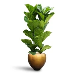 Metallic Couple Plant Pot - Matt Honey -Plants Sale Store Ficus lyrata Hydroculture 2 stems Metallic Couple Plant Pot Matt Honey 50 x 45cm 68a3519b 6926 4138 a467 796ced6e4221