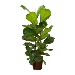 Ficus Lyrata - HydroCare -Plants Sale Store Ficus lyrata Hydroculture Indoor Plant 2Stems