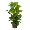 Ficus Lyrata - HydroCare