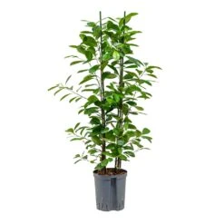 Ficus Moclame - HydroCare -Plants Sale Store Ficus moclame Hydroculture 18 19x100cm 2stems
