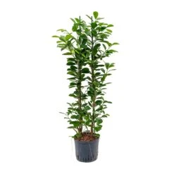 Ficus Moclame - HydroCare -Plants Sale Store Ficus moclame Hydroculture 22 19x110cm 2stems