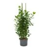 Ficus Moclame - HydroCare -Plants Sale Store Ficus moclame Hydroculture Indoor Plant