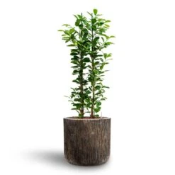 Ficus Moclame - HydroCare -Plants Sale Store Ficus moclame Hydroculture Luxe Lite Waterfall Cylinder Planter Bronze