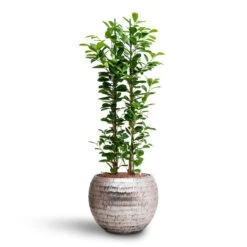 Opus Hammered Globe Planter - Silver -Plants Sale Store Ficus moclame Hydroculture Opus Hammered Globe Planter Silver c567dec8 c1d0 42bb 806b 0ce67c7b837a