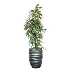 Ficus Amstel King - HydroCare 24 Ficus Amstel King - HydroCare -Plants Sale Store FicusAmstelKing Hydroculture GradientLeePartnerPlanter MattGrey
