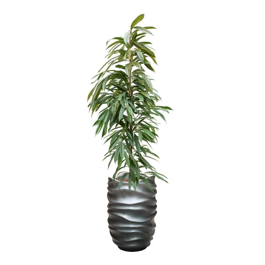 Ficus Amstel King - HydroCare 10 Ficus Amstel King - HydroCare - Image 8