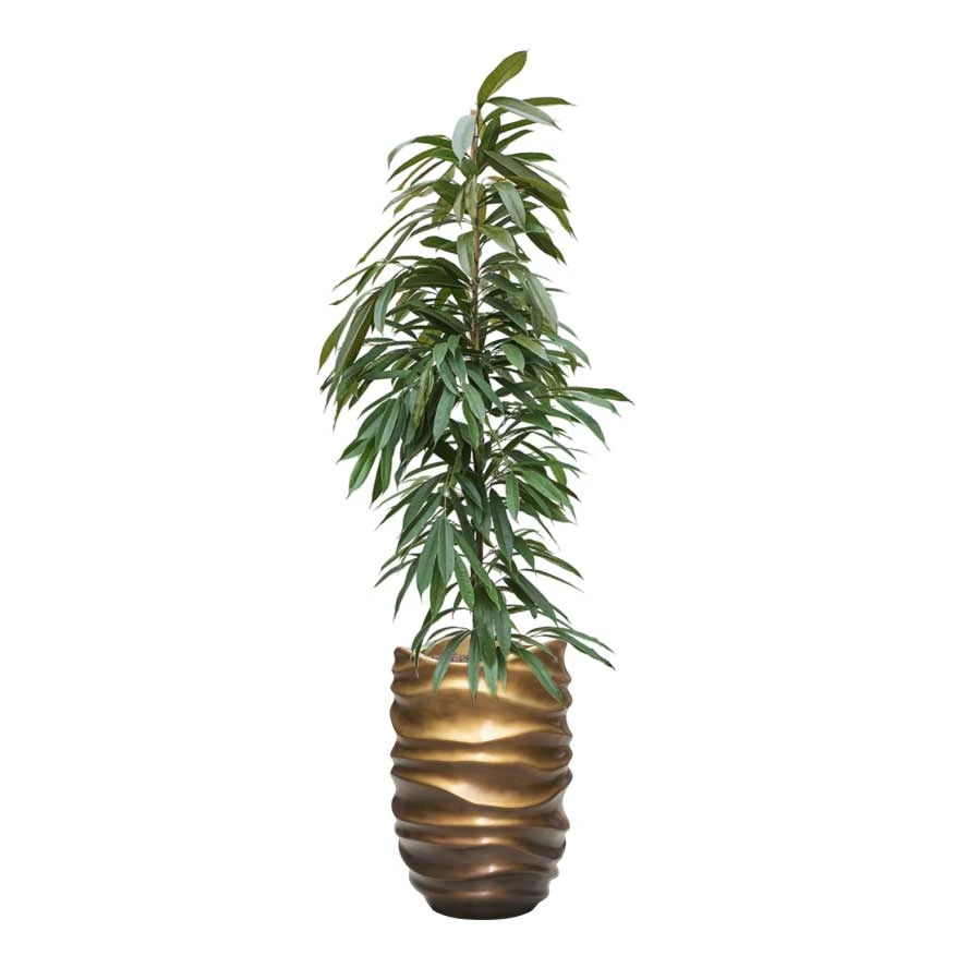 Ficus Amstel King - HydroCare 9 Ficus Amstel King - HydroCare - Image 7