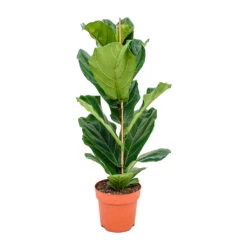 Ficus Lyrata - Fiddle Leaf Fig -Plants Sale Store Fiddle Leaf Fig 21x90cm