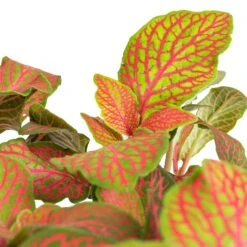 Fittonia Albivenis Mosaic Skeleton - Nerve Plant -Plants Sale Store Fittonia albivenis Mosaic Skeleton Nerve Plant SWATCH