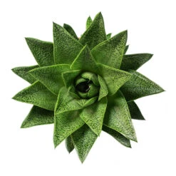 Gasteria D Tiga - Ox Tongue -Plants Sale Store Gasteria D Tiga Ox Tongue 10.5cm Above