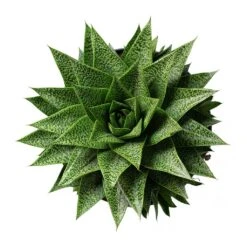 Gasteria D Tiga - Ox Tongue -Plants Sale Store Gasteria D Tiga Ox Tongue 17cm Above