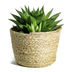 Gasteria D Tiga - Ox Tongue -Plants Sale Store Gasteria D Tiga Ox Tongue Maartje Plant Baskets Set of 5 Jute