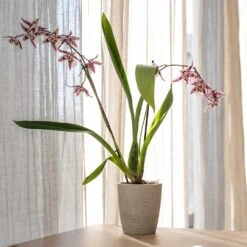 Gerben Plant Pot - Grey Washed -Plants Sale Store Gerben Plant Pot Grey Washed Plant Pot Orchid Plant