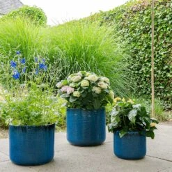 Gilia Planters - Set Of 3 - Blue 15 Gilia Planters - Set Of 3 - Blue -Plants Sale Store Gilia Planters Set3 Blue Plants