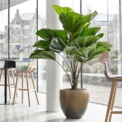 Gradient Balloon Planter - Matt Honey -Plants Sale Store Gradient Balloon Planter Matt Honey 1