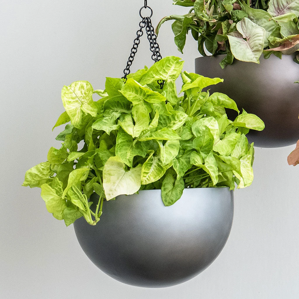 Gradient Hanging Plant Bowl - Matt Grey 4 Gradient Hanging Plant Bowl - Matt Grey - Image 2