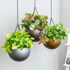 Gradient Hanging Plant Bowl - Matt Grey 8 Gradient Hanging Plant Bowl - Matt Grey -Plants Sale Store Gradient Hanging Plant Bowl a846980a 9fed 4358 b541 f69e0e6c33f4