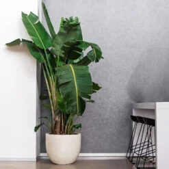 Grigio New Egg Pot Planter - Antique White Concrete 9 Grigio New Egg Pot Planter - Antique White Concrete -Plants Sale Store Grigio New Egg Pot Planter Antique White Concrete