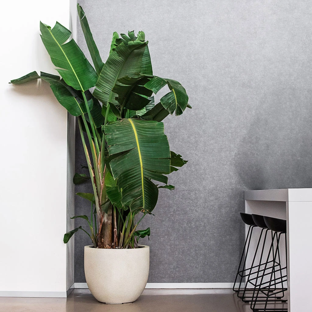 Grigio New Egg Pot Planter - Antique White Concrete 5 Grigio New Egg Pot Planter - Antique White Concrete - Image 3