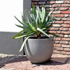 Grigio New Egg Pot Planter - Natural Concrete -Plants Sale Store Grigio New Egg Pot Planter Natural Concrete 2