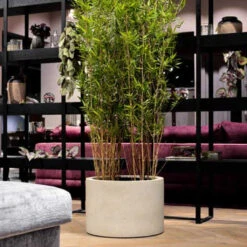 Grigio Cylinder Planter - Antique White Concrete -Plants Sale Store GrigioCylinderPlanter AntiqueWhiteConcrete 1