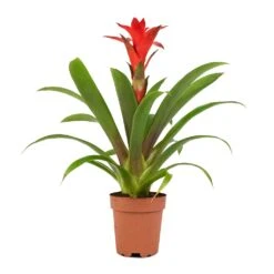Guzmania Calypso - Starlight Red Bromeliad -Plants Sale Store Guzmania Calypso Starlight Red Bromeliad 12x45cm 1