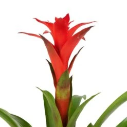 Guzmania Calypso - Starlight Red Bromeliad -Plants Sale Store Guzmania Calypso Starlight Red Bromeliad 12x45cm 2