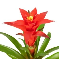 Guzmania Calypso - Starlight Red Bromeliad -Plants Sale Store Guzmania Calypso Starlight Red Bromeliad 12x45cm 3