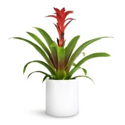 Puk Essentials Planter - Matt White -Plants Sale Store Guzmania Calypso Starlight Red Bromeliad 12x45cm Puk Planter Matt White 15x15cm 1 e9eda6be 0adc 4fa0 9e1b 5fb84df685e7