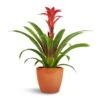 Guzmania Calypso - Starlight Red Bromeliad 2 Guzmania Calypso - Starlight Red Bromeliad -Plants Sale Store Guzmania Calypso Starlight Red Bromeliad 12x45cm Sven Plant Pot Mandarin 16x13cm 1