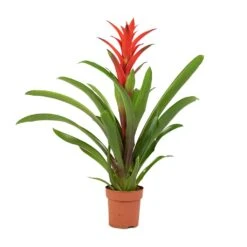 Guzmania Lingulata - Amaretto Red Bromeliad -Plants Sale Store Guzmania Lingulata Amaretto Red Bromeliad 13x55cm