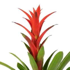 Guzmania Lingulata - Amaretto Red Bromeliad -Plants Sale Store Guzmania Lingulata Amaretto Red Bromeliad 13x55cm 3