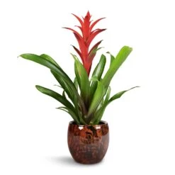 Guzmania Lingulata - Amaretto Red Bromeliad -Plants Sale Store Guzmania Lingulata Amaretto Red Bromeliad 13x55cm Kae Plant Pot Cayenne 19x66cm 1