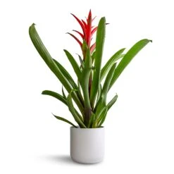 Guzmania Lingulata - Amaretto Red Bromeliad -Plants Sale Store Guzmania Lingulata Amaretto Red Bromeliad 13x55cm Lisbon Plant Pot White 15x15cm b0d5521f f9a2 4aa2 9294 bb0e81726156