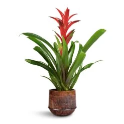 Guzmania Lingulata - Amaretto Red Bromeliad -Plants Sale Store Guzmania Lingulata Amaretto Red Bromeliad 13x55cm Noud Plant Pot Copper 17x15cm 1