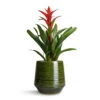 Guzmania Lingulata - Amaretto Red Bromeliad -Plants Sale Store Guzmania Lingulata Amaretto Red Bromeliad 13x55cm Remi Plant Pot Green 23x25cm